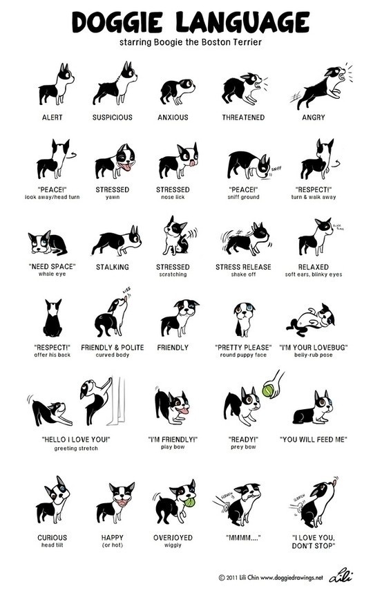 understand your dog’s language